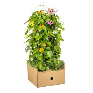 4x Thunbergia Alata Sunny Susy Mix Ø13 cm - ↕60 cm