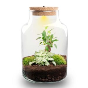Planten terrarium - Little Milky + Led lamp ↑ 25 cm
