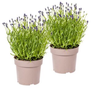 2x Lavandula Angustifolia Ø19cm - ↕40 - 50cm