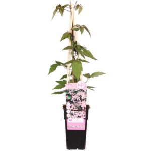 Clematis Montana 'Fragrant Spring' - ↨65cm - Ø15