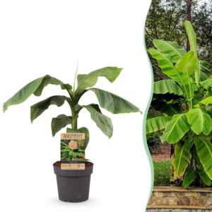 Green boutiQ - Fruitplant - Japanse vezelbanaan - Musa Basjoo - Winterhard - Pot 21cm Hoogte 90cm