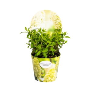 Hydrangea Paniculata Magical Candle Potcover Ø19cm - ↕30 - 40cm