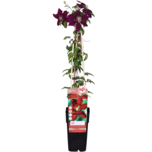 Clematis Niobe - ↨65cm - Ø15