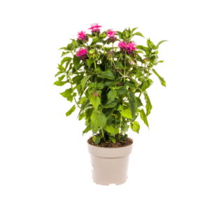 Monarda Didyma Pink Ø19cm - ↕45 - 60cm