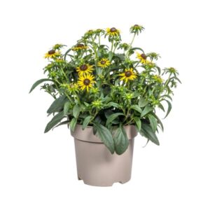 Rudbeckia Fulgida Little-Goldstar Ø19cm - ↕45 - 60cm