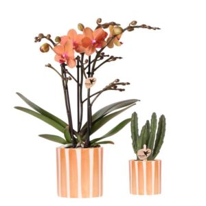 Kolibri Company | Plantenset Oranje Phalaenopsis Orchidee Bolzano en Succulent incl. keramieken sierpotten