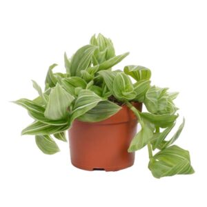 Tradescantia Albovittata Green Glacier 12cm - Ø12cm - ↕17cm
