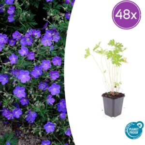 48x Geranium 'Johnson's Blue' - ↕10-25cm - Ø9cm