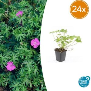 24x Geranium 'Tiny Monster' - ↕10-25cm - Ø9cm