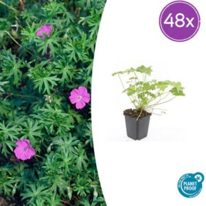 48x Geranium 'Tiny Monster' - ↕10-25cm - Ø9cm