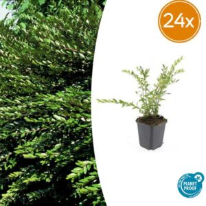 24x Lonicera pileata 'Purple Pearl' - ↕10-25cm - Ø9cm