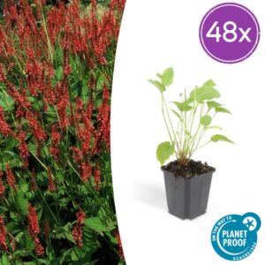 48x Persicaria amplexicaulis - ↕10-25cm - Ø9cm