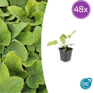 48x Phlomis russeliana - ↕10-25cm - Ø9cm