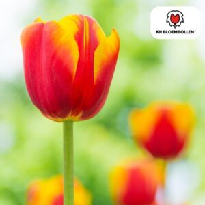 Tulpenbollen Dow Jones – 20 Stuks | KH Bloembollen® | Rood-Geel Gestreepte Tulp – Opvallend & Kleurrijk – Cadeau voor Tuin of Pot – Maat 11/12 – Vers van de Teler!