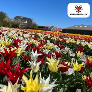 Tulpenbollen Tres Chic Mix – 20 Stuks | KH Bloembollen® | Rood, Geel & Witte Tulpen – Stijlvol, Fris & Kleurrijk – Voor Tuin of Pot – Maat 11/12 – Vers van de Teler