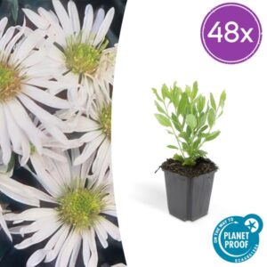 48x Aster ageratoides 'Ashvi' - ↕10-25cm - Ø9cm