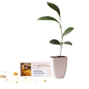 Tea break - Gold Blend thee én theeboom stekje