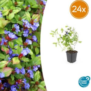 24x Ceratostigma plumbaginoides - ↕10-25cm - Ø9cm
