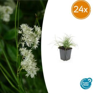 24x Luzula nivea - ↕10-25cm - Ø9cm