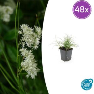 48x Luzula nivea - ↕10-25cm - Ø9cm