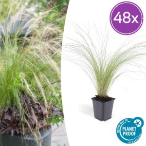48x Stipa tenuissima 'Ponytails' - ↕10-25cm - Ø9cm