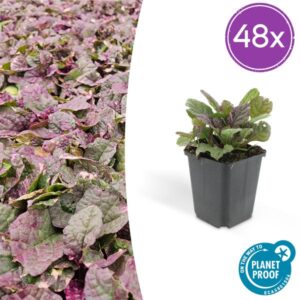 48x Ajuga reptans 'Burgundy Glow' - ↕10-25cm - Ø9cm