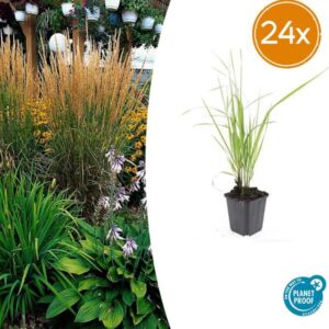 24x Calamagrostis acut. 'Karl Foerster' - ↕10-25cm - Ø9cm