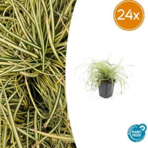 24x Carex oshim. 'Evergold' - ↕10-25cm - Ø9cm