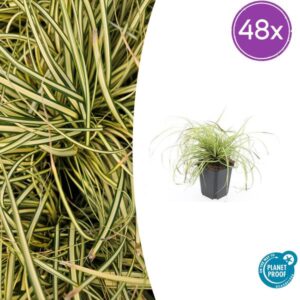 48x Carex oshim. 'Evergold' - ↕10-25cm - Ø9cm