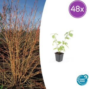48x Cornus sang. 'Anny's Winter Orange' - ↕10-25cm - Ø9cm