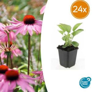 24x Echinacea p. 'Magnus' - ↕10-25cm - Ø9cm