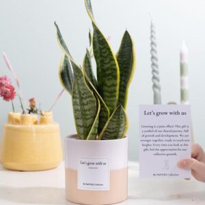 Sansevieria Gift "Let's Grow With Us" WITH GREETING CARD!!! - Ø12cm - ↕30cm